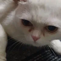 گربه نژاد میکس پرشین اسکاتیش