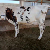 گاو سیمینتال با گوساله