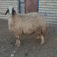 دوعدد میش فروشی