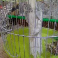 عروس آلبینو ۲کت عطیقه نر شاه تخم