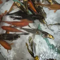 ماهی کوی|ماهی|قم, دروازه کاشان|دیوار