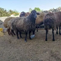 گوسفند..میش بره دار جوان ۷ عدد