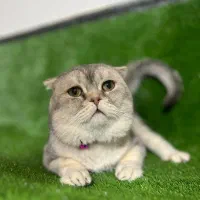 اسکاتیش نر برای جفت گیری