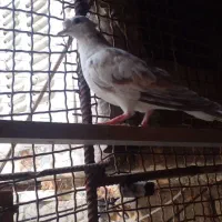 کبوتر خانگی