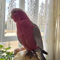 طوطی کاکادو گالارز رام سخنگو