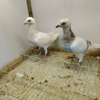 کفتر سار بورسیاه گراف