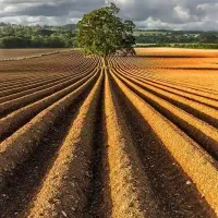 فروش زمین کشاورزی