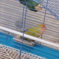 طوطی برزیلی و مرغ عشق|پرنده|قرچک, شهرک مهستان|دیوار