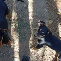 فروش توله ۳ ماهه سگ دوبرمن نگهبان