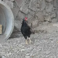 خروس سیاه چهل تاج گلین