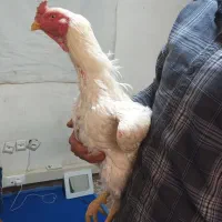 لاری نسل دار