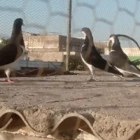 سه تا بدون غلط