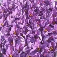 زعفران اصل برای درمان استرس
