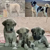 واگذاری توله پژدر عراقی