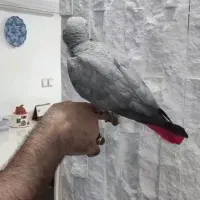 کاسکو ماده