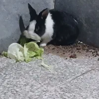 خرگوش|موش و خرگوش|زرند, |دیوار