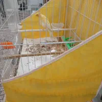 قناری|پرنده|مشهد, نظام دوست|دیوار