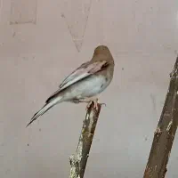 سهره|پرنده|ساوه, |دیوار