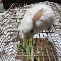 بچه خرگوش|موش و خرگوش|آبادان, |دیوار