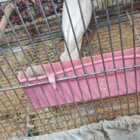 عروس هلندی البینو