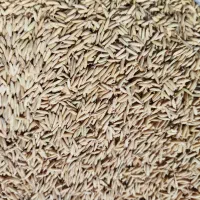 تیم بینج بذر شالی|حیوانات مزرعه|فریدون‌کنار, |دیوار