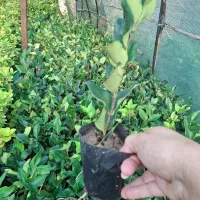 یاس نایلکسی|خدمات باغبانی و درختکاری|کلاچای, |دیوار