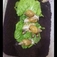 حلزون کلاژن ساز اچانتیا|خزنده|بندرعباس, |دیوار