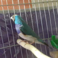 دو جفت گلدین آبی و سیلور و زرد|پرنده|تبریز, |دیوار