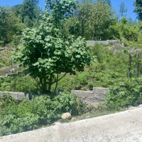 زمین شیر گاه لفور