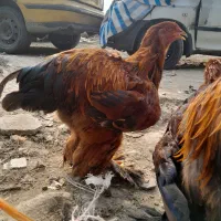 خروس امپراطور برهما|حیوانات مزرعه|هادی شهر, |دیوار