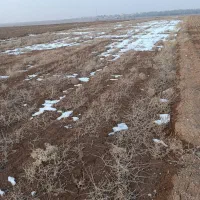 فروش زمین کشاورزی