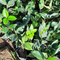 یاس هلندی|گل و گیاه طبیعی|کلاچای, |دیوار