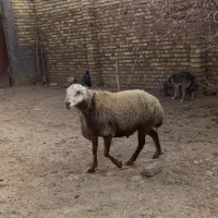 قوچ مغان کله سفید درجه یک|حیوانات مزرعه|دینور, |دیوار