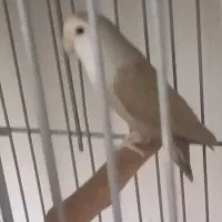 عروس هلندی و طوطی برزیلی|پرنده|تهران, مسعودیه|دیوار