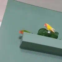 دوعددطوطی برزیلی شیطون خوشگل باقفس لوازم بازی