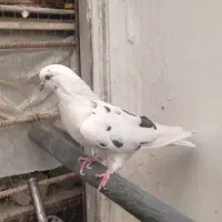 کبوتر فروشی|پرنده|سیرجان, |دیوار