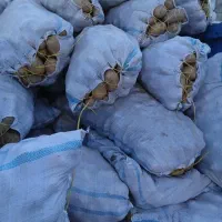 سیب زمینی زیر قیمت