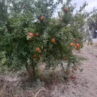 سردرختی باغ انار