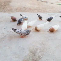 سلام کبوتر رنگی