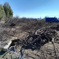 خرید چوب بالاترین قیمت تصویه سر باسگول