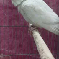 ععروس هلندی البینو نر