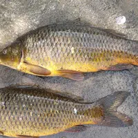 فروش ماهی کپورآمورفیتوفاک وبیگ هدوزن دوالی سی صد