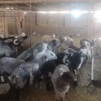 قوچ درجه یک|حیوانات مزرعه|یاسوج, |دیوار