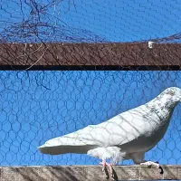 کبوتر پرشی.|پرنده|مبارکه, |دیوار