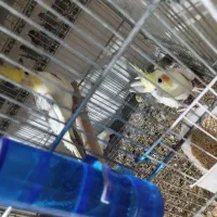 جفت عروس هلندی