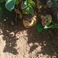 سیب زمینی جیلی