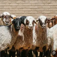 گوسفند تعاونی بره قلم‌ابی