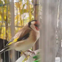 سهره چهار گل اهلی به شرط.معاوضه با سگ ادم گیر