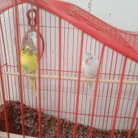 یک جفت مرغ عشق جوان سالم سرحال ۳۰۰ دونه ی۱۵۰