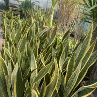 گلخانه گل درخت|گل و گیاه طبیعی|سیرجان, |دیوار